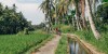 Banyan Tree bike tour around Ubud.