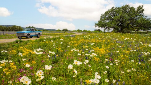 An old-fashioned Ford truck driving through a field of wildflowers in Texas.