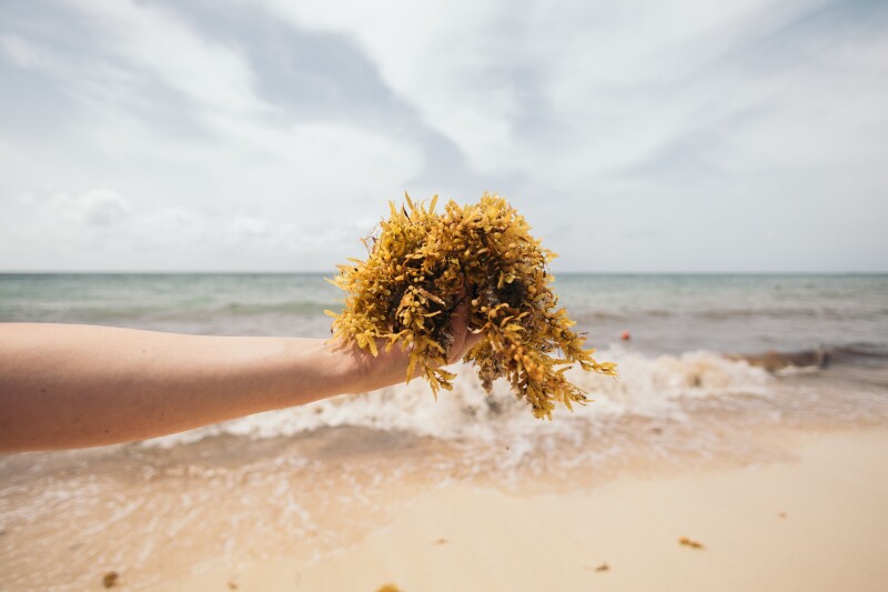 Hand holding up a clump of sargassum with beach in background