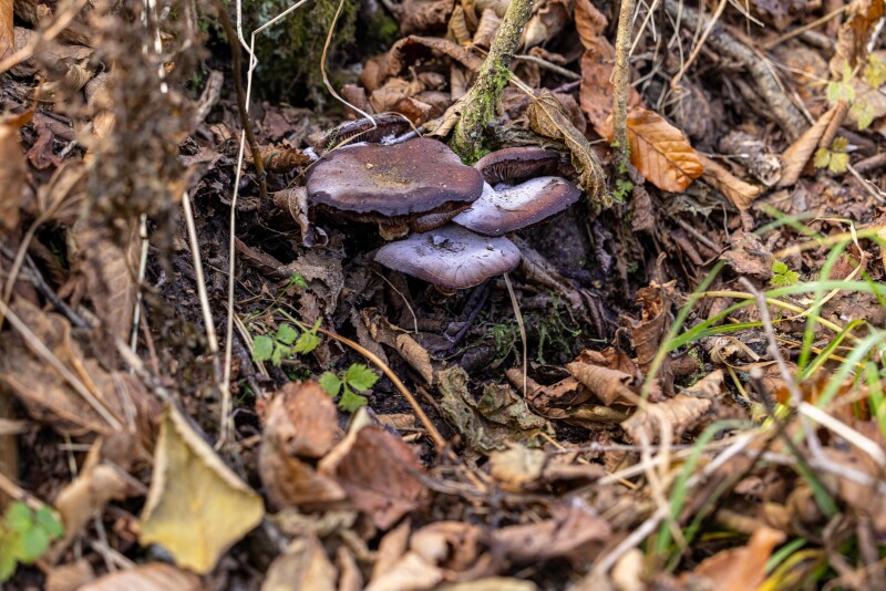 A close-up photograph of a cluster of brown colored mushrooms growing in dry leaves.