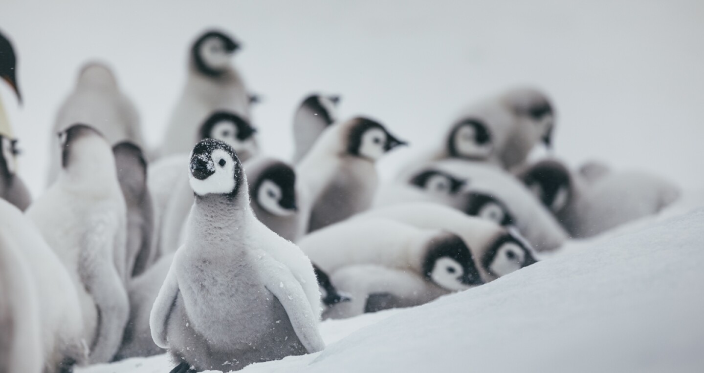 Emperor penguin chicks near Snow Hill Island