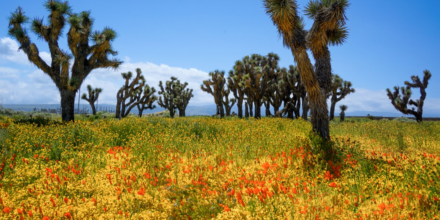 A Super Bloom Just Peaked in California, But There's Still Time to See Other Spectacular Flowers