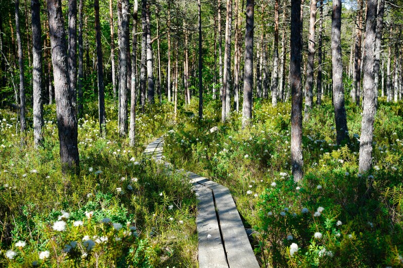 A wooden walkway leading through a forrest covered with flowers in Estonia