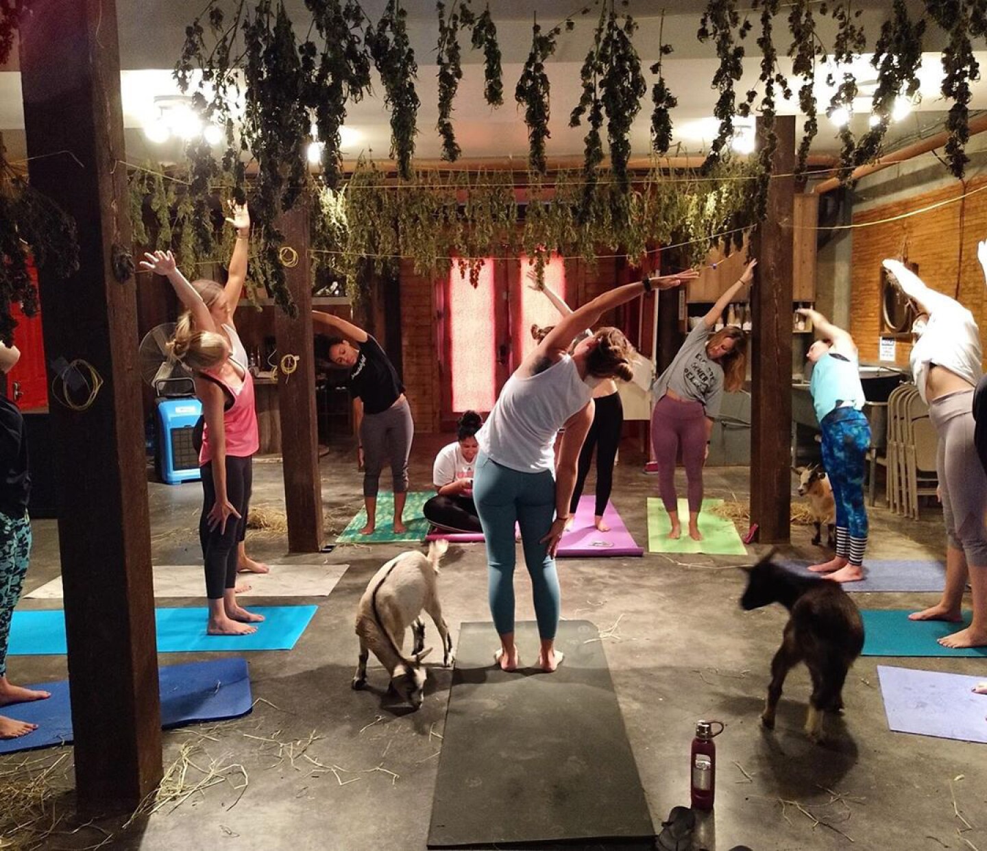 Goat yoga
