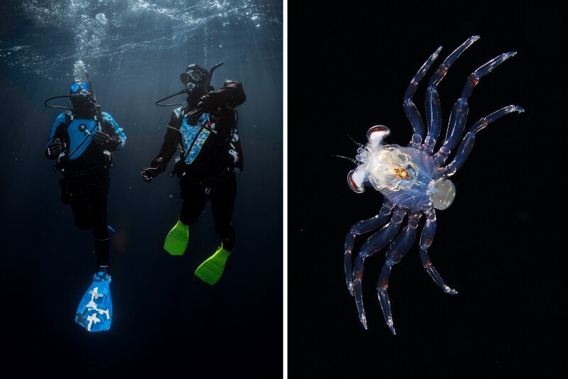 Two vertical divers (L); an illuminated crab in black water (R)
