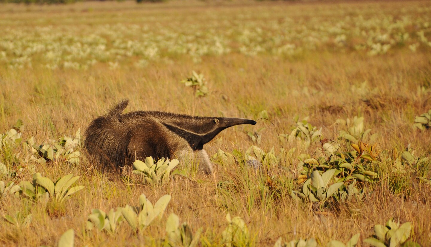 A giant anteater with its snout in the air among an expanse of grasses