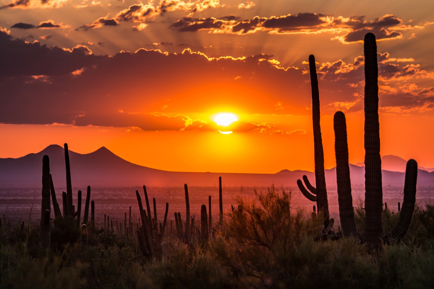 Silhouettes of cacti during sunset