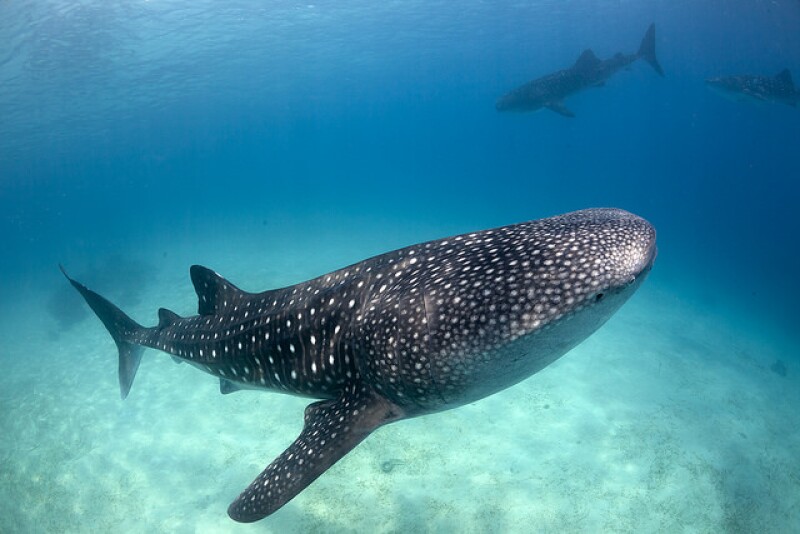 There's an abundance of whale sharks in Ningaloo.