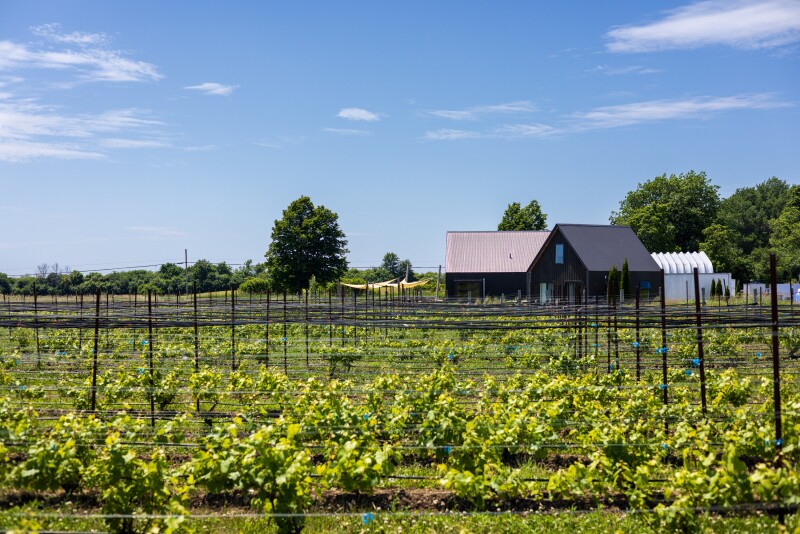 Bright green grapevines on trellises in front of two small, brown A-frame buildings