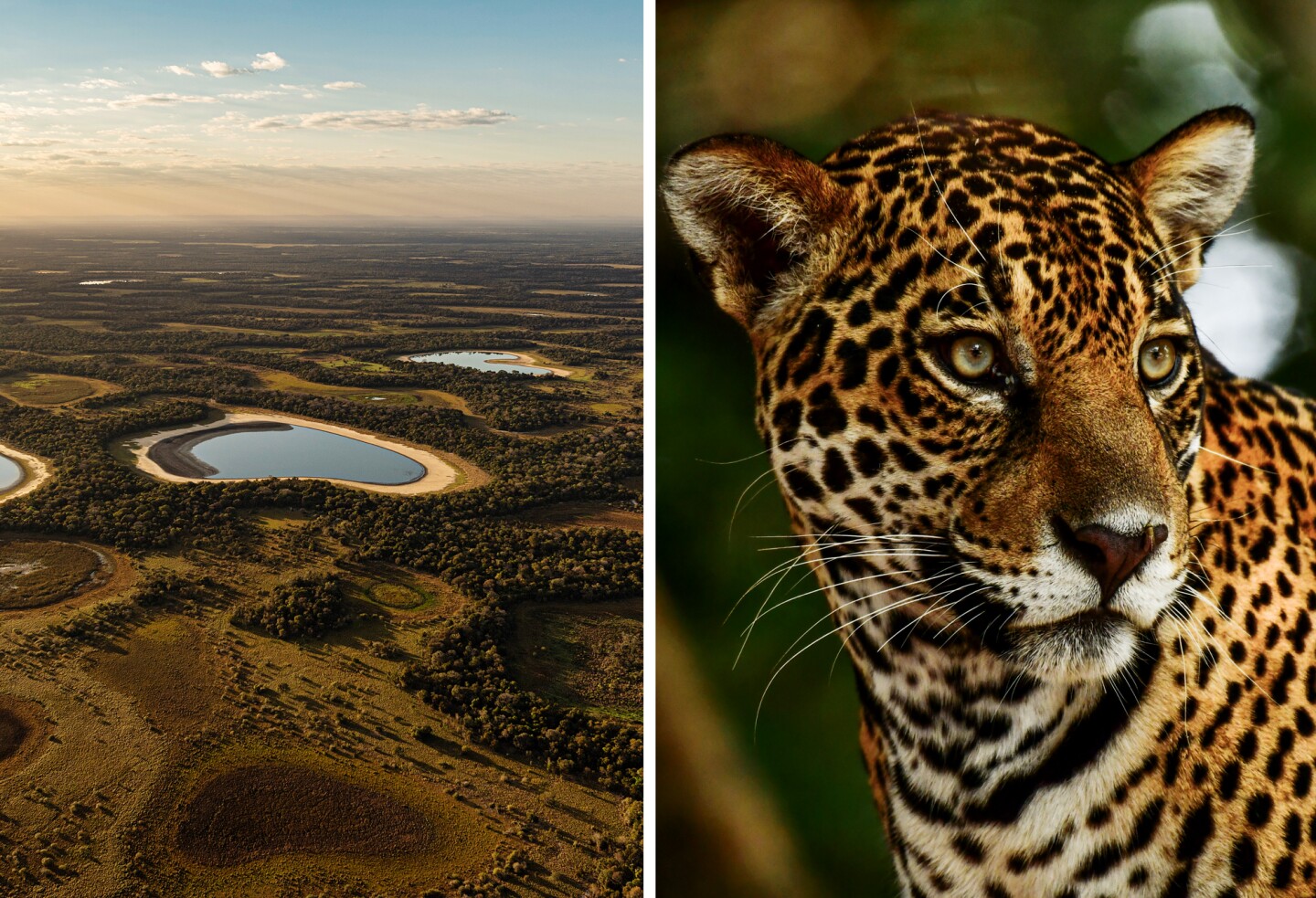 Left: Aerial view of the Pantanal in Brazil. Right: A jaguar.