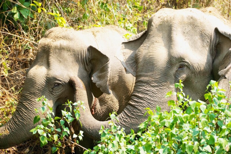Never Forget Elephant Foundation offers hikes, yoga retreats, and overnight stays at its headquarters in northern Thailand.