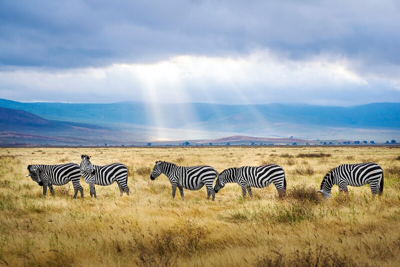 Trade in the safari jeep for a couch and tag along on a game drive online.