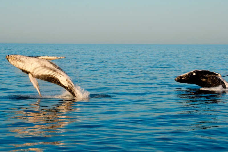 Aquatic life near Ningaloo Reef