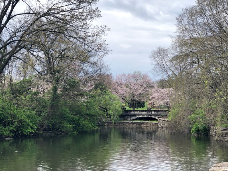 Cherry blossom trees blooming over a river in Nashville, Tennessee