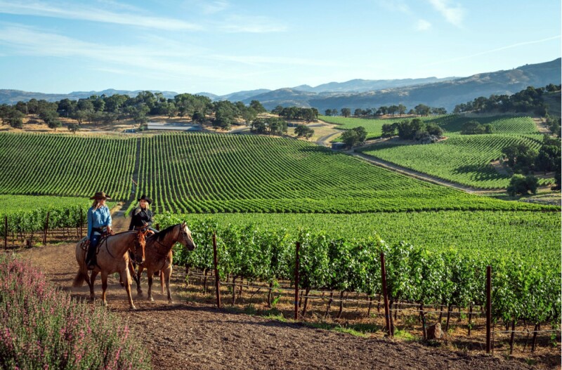 Two riders on horseback in a vineyard