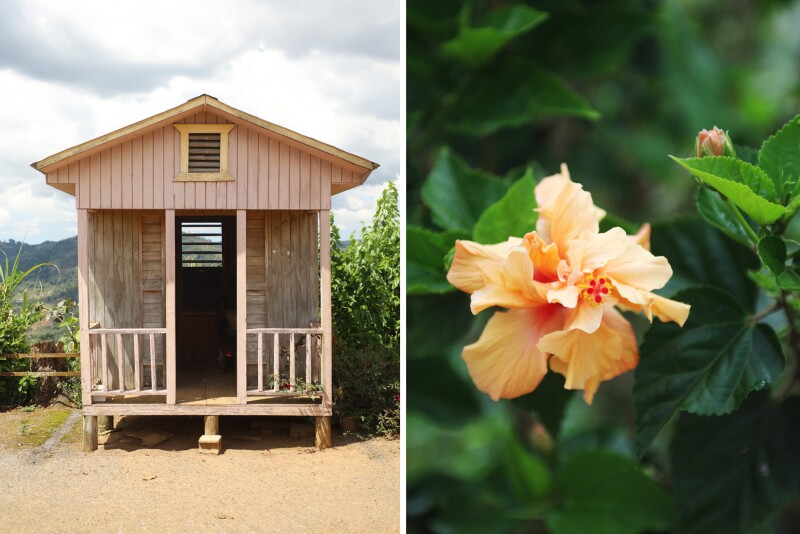 A wooden hut (left); an orange hibiscus bloom