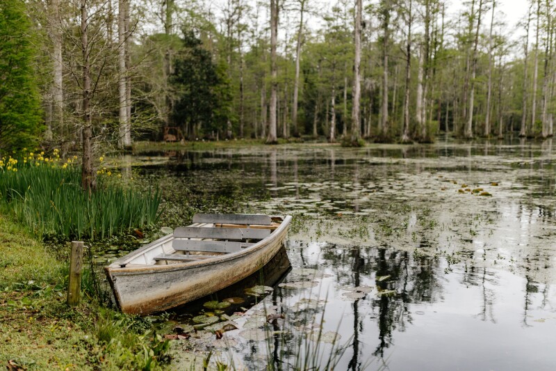 Unpainted row boat in swamp, with cypress trees with Spanish moss in background