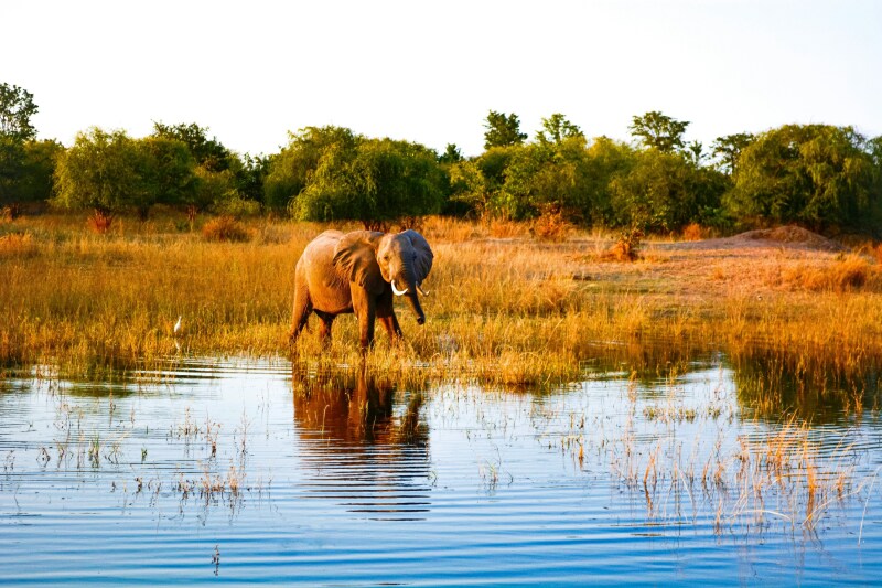 A small elephant in the grassy shallows of Lake Kariba on the border of Zambia and Zimbabwe