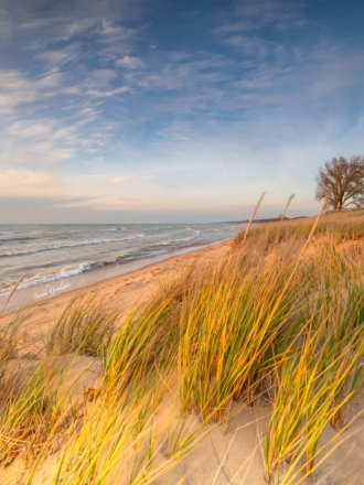 Long green and yellow beach grasses grow out of the sand next to the gentle waves breaking on the shore of Lake Michigan at sunset