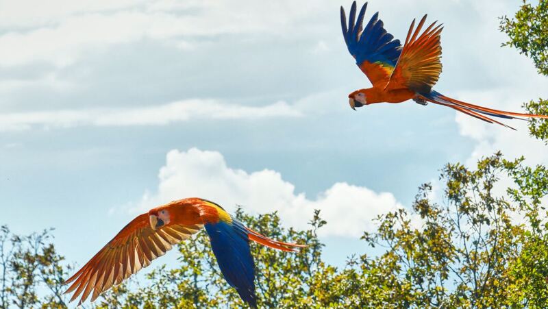 Two macaws take flight