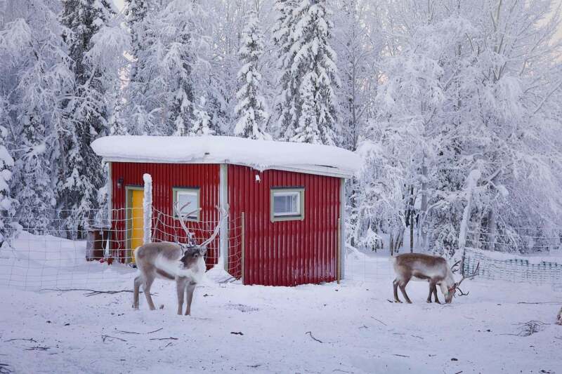 Two reindeer standing in front of a red cabin with snow-covered trees in the background