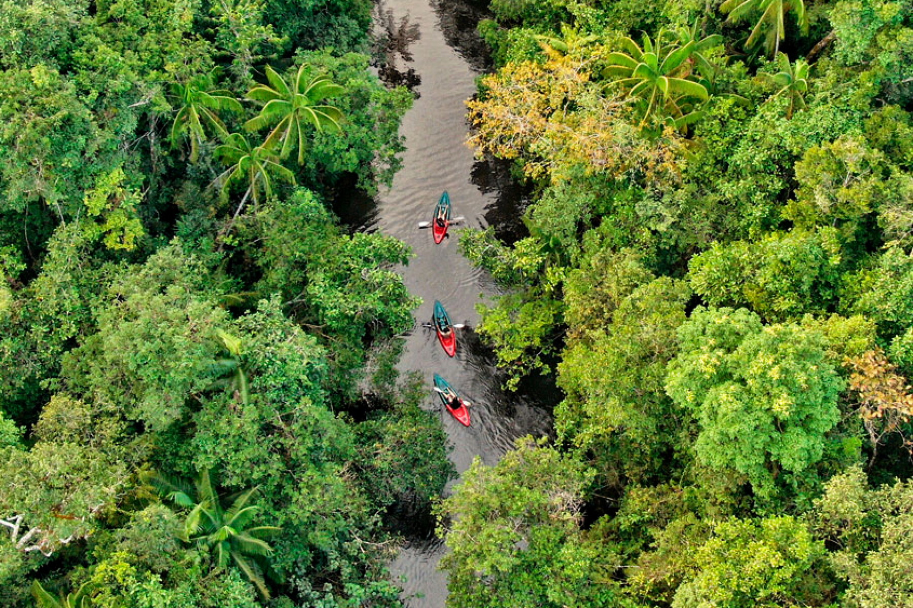 Rewilding Project Ways to Support Rewilding Projects Around the World - AFAR