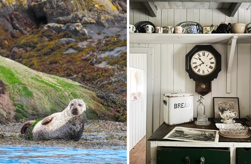 Harbor seal on shore facing camera (L); interior of old house with wall clock and bread box (R)