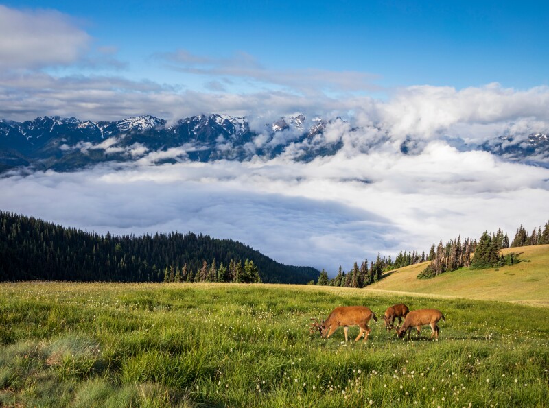 A herd of deer eating near Hurricane Ridge in Washington