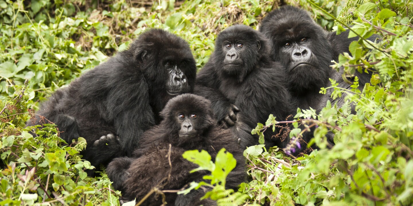 Volcanoes National Park