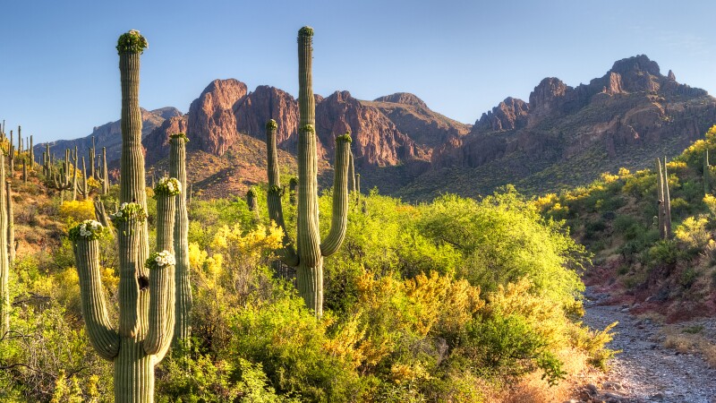 Saguaro National Park consists of two sections situated around Tucson, Arizona.
