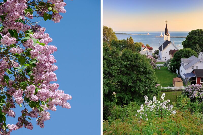Left: Lilac branches hang against a blue sky; Right: A summer view of vegetation, a church steeple, and water on Mackinac Island