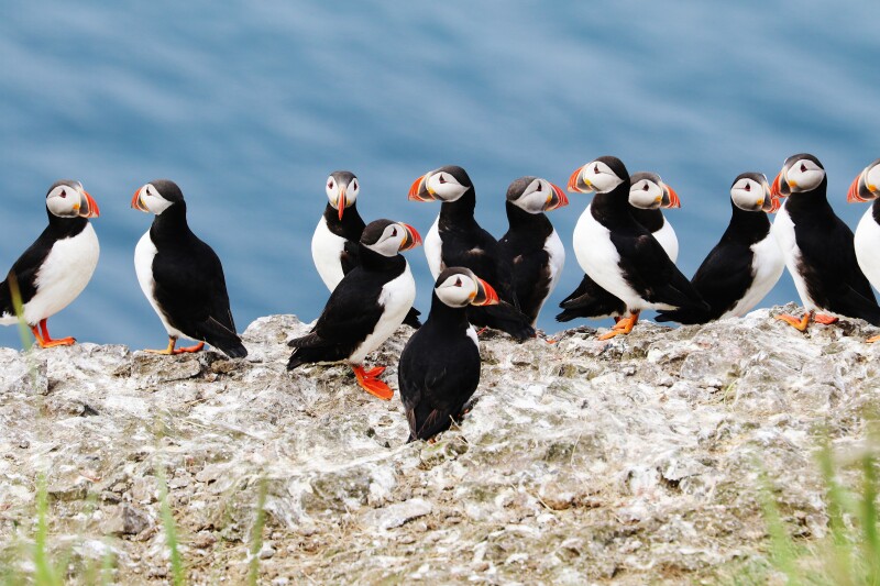 A dozen puffins standing on a cliffside