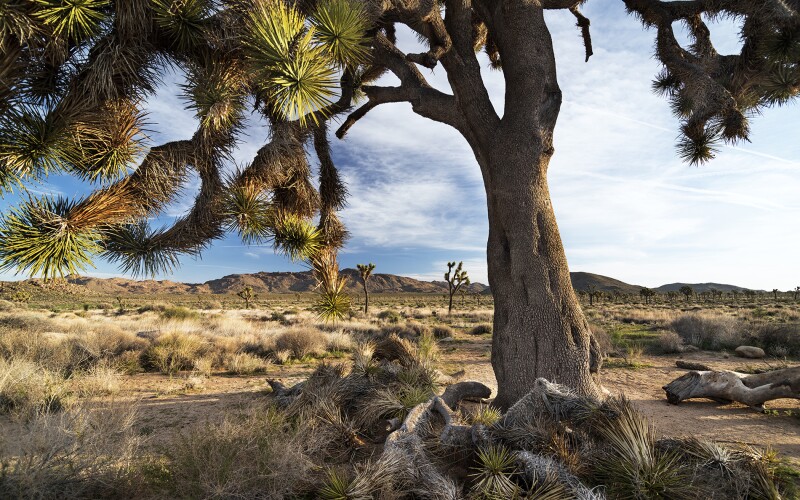 People come from all over the world to photograph Joshua Tree National Park’s iconic trees.