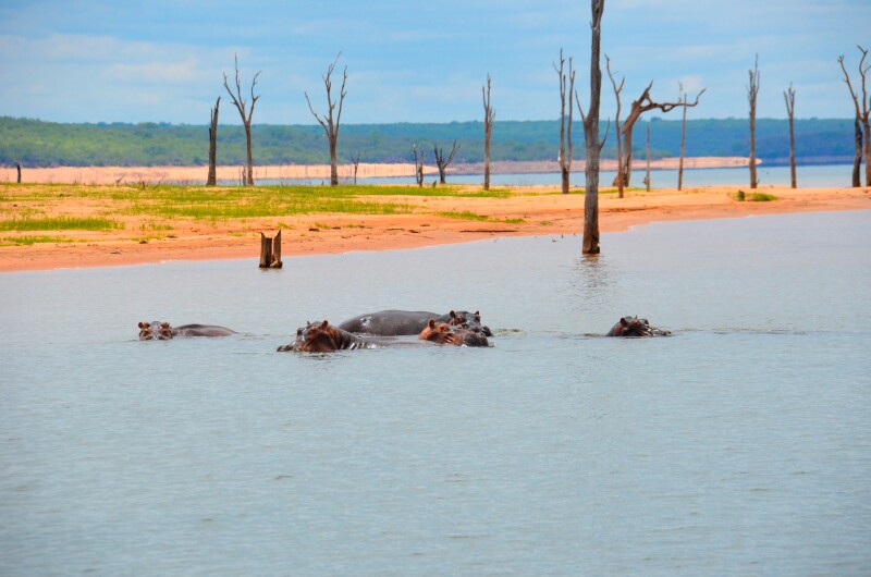 Afrique-lac-Kariba-hippopotames©Croisieurope.jpg