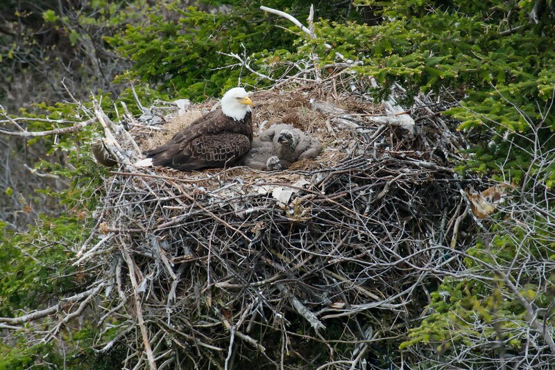 Get a bird’s-eye view of an eagle nest like this one with a webcam in Channel Islands National Park.