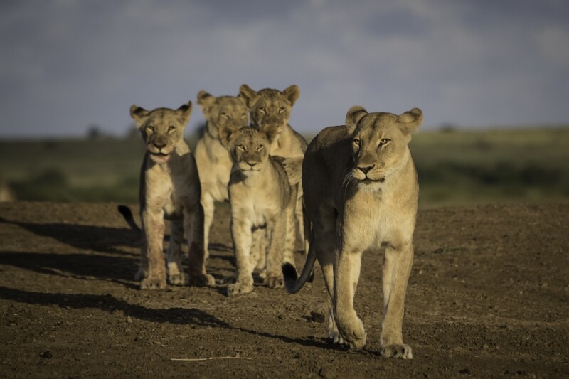 Over the last three decades, close to 300 lion cubs have been born on Phinda.
