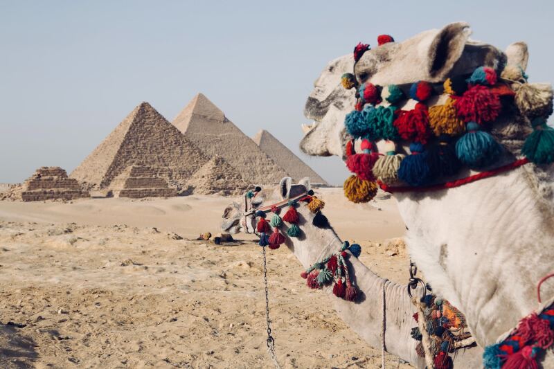 Pyramids of Giza in Egypt with decorated camels in foreground