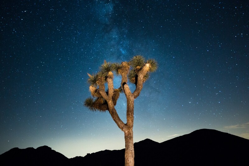 A Joshua tree against the backdrop of silhouetted mountains and a sky at dusk in Joshua Tree National Park, California.