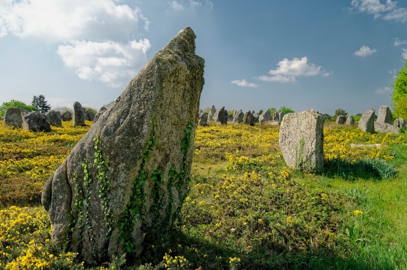 The Megaliths of Carnac, more than 3,000 megaliths in Brittany, France, interspersed with wild yellow flowers
