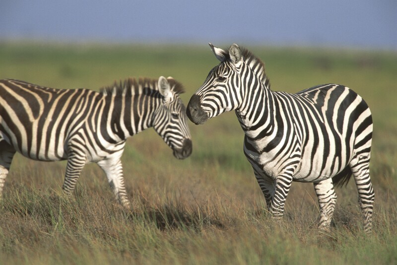 Closeup of two zebras on a pasture in Kenya