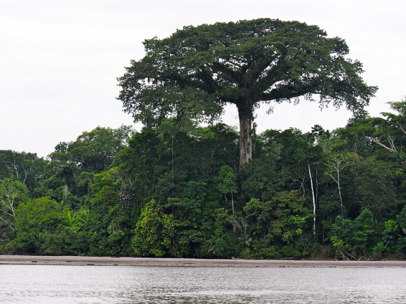 A ceiba tree in the Amazon.