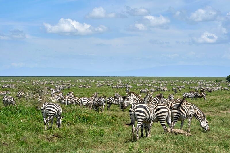 Dozens of zebras in an open green field beneath light blue sky
