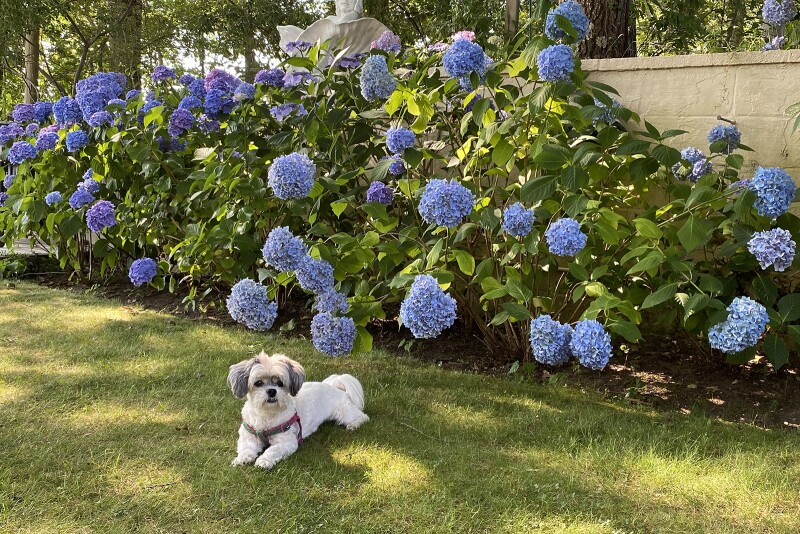 The writer’s shih tzu, Agnes, enjoying a family trip to Shelter Island in New York.
