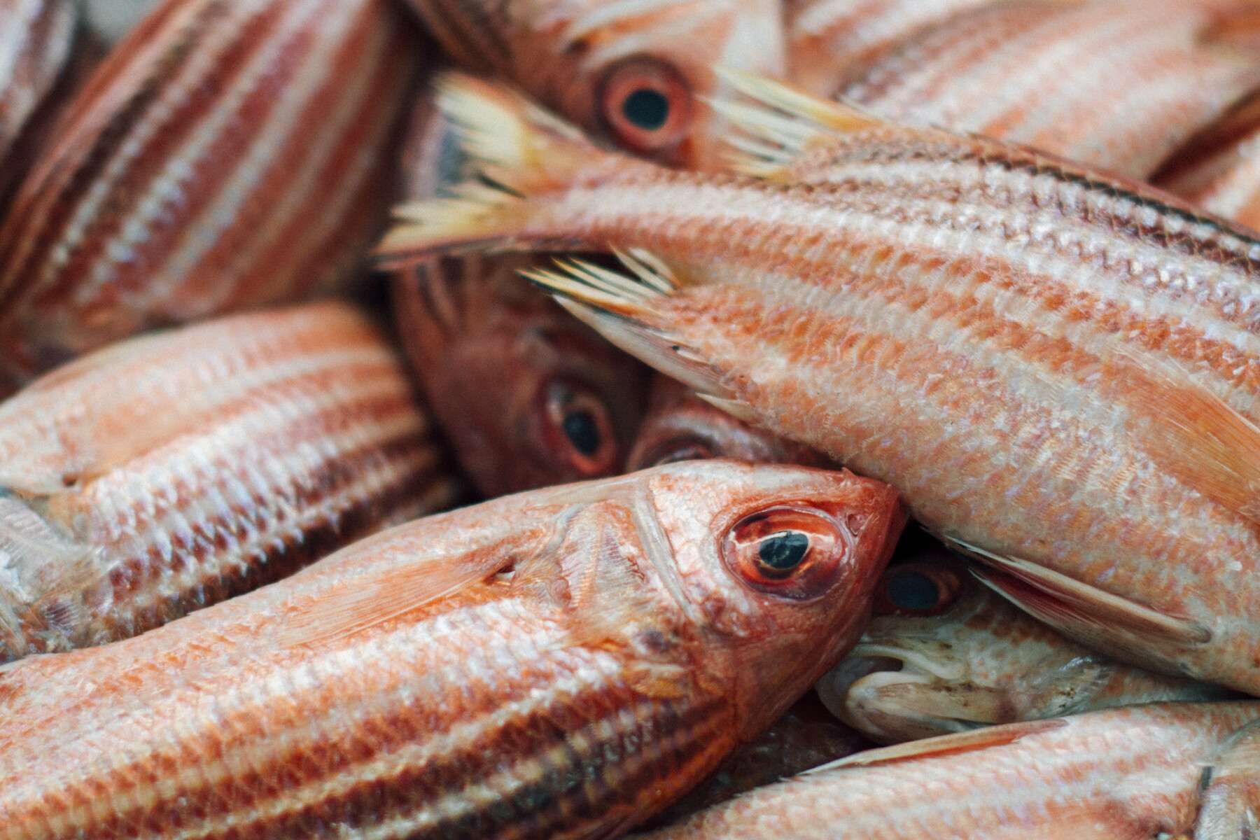Isral Fish In Israel, Uri Jeremias Unites Both Flavors and People - AFAR