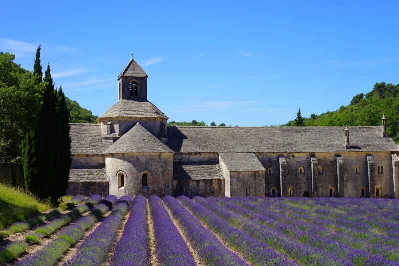 Blooming lavender in front of Senanque Abbey in Provence, France