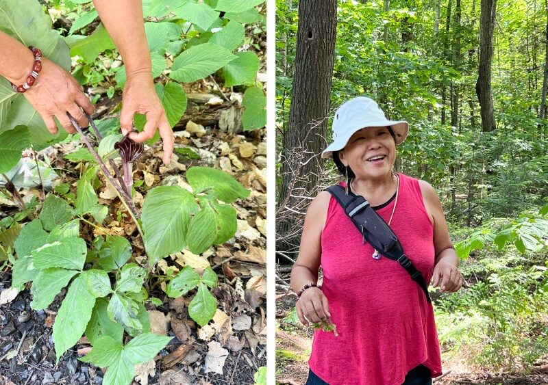 Two hands picking green leaves from plant (L); woman in hat and red top in forest (R)