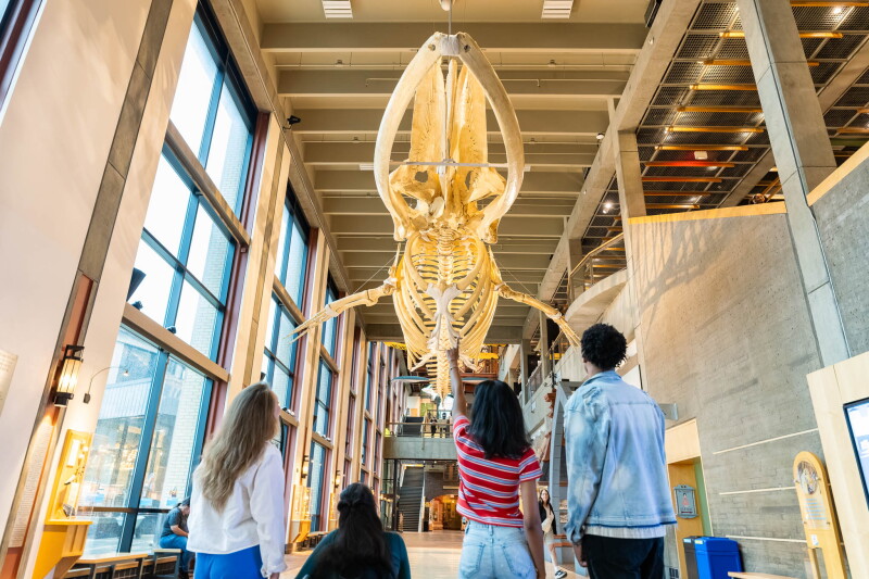 A woman with dark hair in a red and gray striped shirt and jeans points up to show three other people a large animal skeleton suspended above them at the Grand Rapids Public Museum