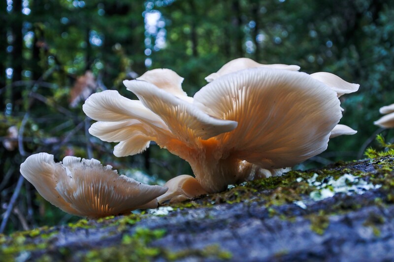 Oyster mushrooms growing on a dead birch tree in California.