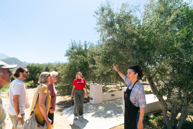 A farm host walks travelers through one of Greece’s greenest olive orchards.