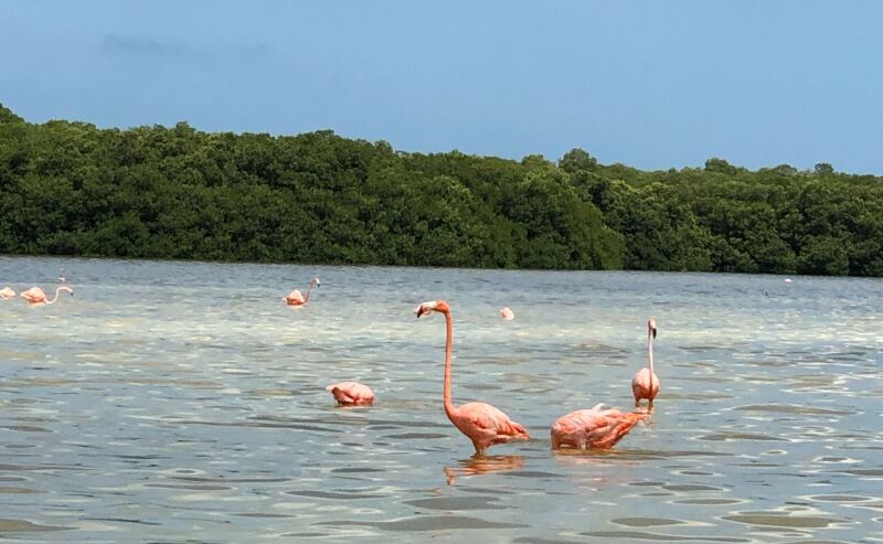 Flamingos in the water at Celestún